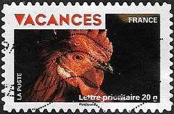 Tête de coq