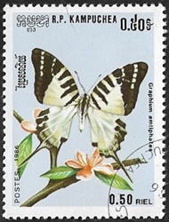 Graphium amtiphates Graphium amtiphates