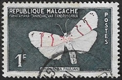 Chionaema pauliani Chionaema pauliani