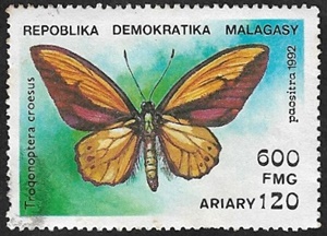Trogonoptera croesus Trogonoptera croesus