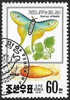 Actias artemis