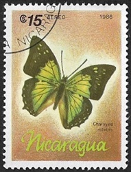 Charaxes nitebis