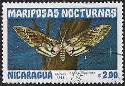 Agrius cingulata