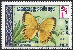 Stichophthalma howqua Stichophthalma howqua