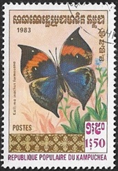 Kallima inachus ssp. formosana Kallima inachus ssp. formosana