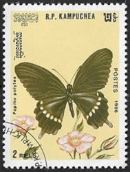 Papilio polytes Papilio polytes