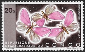Rhodophtitus simplex