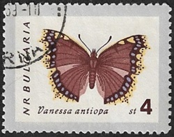 Nymphalis antiopa Nymphalis antiopa