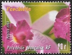 L'orchidée