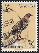 Perdrix gambra