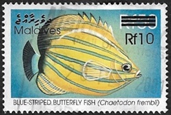 Poisson-papillon é rayures bleues
