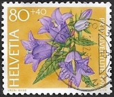 Campanule gantelée