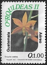 Encyclia vitellina