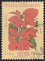 Poinsettia