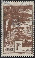 Forêt de cèdres Forêt de cèdres