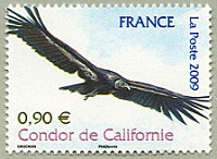 Condor de Californie