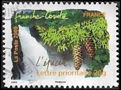 Franche-Comté - L'épicéa