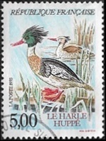 Le Harle huppé (Mergus serrator)