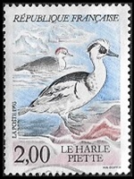 Le Harle Piette (Mergellus albellus)