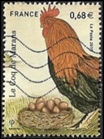 Le coq de Marans