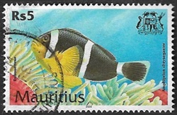 Poisson anémone mauricien