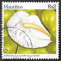 Anthurium Andreanum