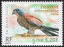 Faucon crécerellette - France