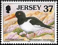 Huîtrier de Virginie (Haematopus ostralegus)