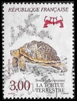 La tortue terrestre - Testudo hermanni