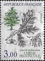 Chêne pédonculé - Quercus pedunculata