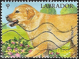 Labrador