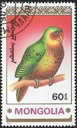 Kakapo Kakapo