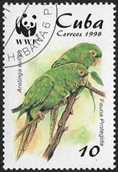 Conure de Cuba