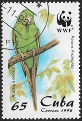 Conure de Cuba 65