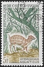 Chevrotain aquatique