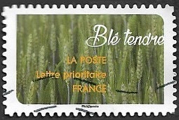 Blé tendre