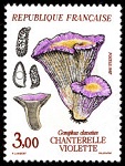 Chanterelle violette - Gomphus clavatus