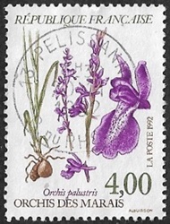 Orchidée des marais ou Orchis palustris