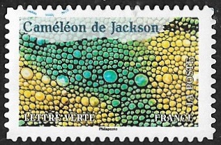 Caméléon de Jackson