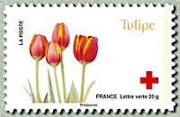 Tulipe