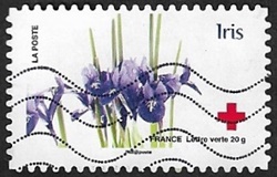 Iris