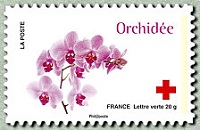 Orchidée